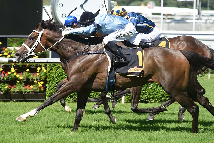 Libran winning the Group 2 Chairman's Handicap at Royal Randwick, 2016